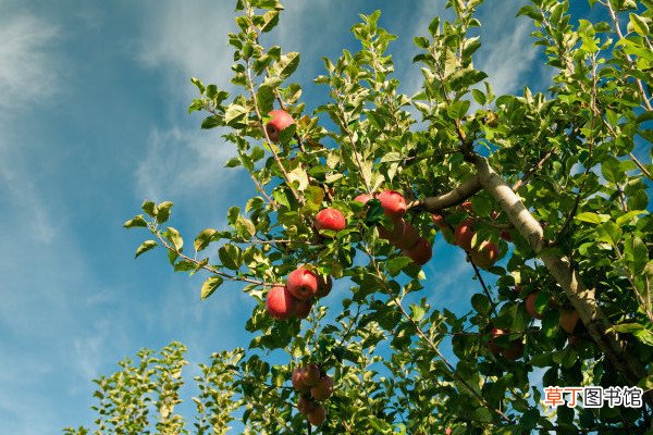 【苹果】盆栽苹果树的养殖方法和注意事项