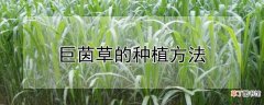 【种植方法】巨茵草的种植方法