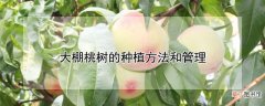 【桃】大棚桃树的种植方法和管理