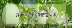 【香瓜】露天香瓜种植管理技术