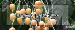 【黄皮果】盆栽黄皮果树种植技术