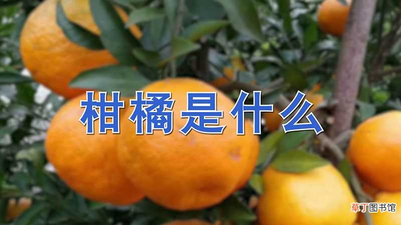 【花卉大全】柑橘介绍
