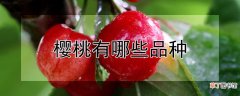 【桃】樱桃有哪些品种