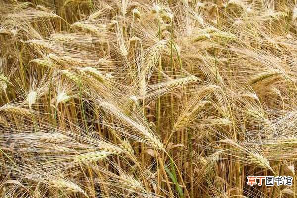 【种植】大麦是哪种植物