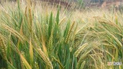 【种植】大麦是哪种植物