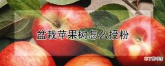 【苹果】盆栽苹果树怎么授粉