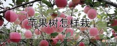 【苹果树】苹果树怎样栽