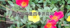 【开花】太阳花是否四季开花