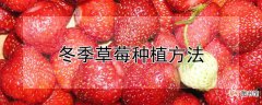【草莓】冬季草莓种植方法