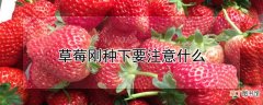 【草莓】草莓刚种下要注意什么