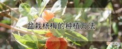 【杨梅】盆栽杨梅的种植方法