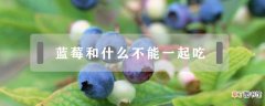 【吃】蓝莓和什么不能一起吃