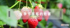 【草莓】反季节草莓的危害