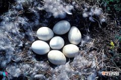 鹅蛋和鸡蛋哪个蛋白质含量高？鹅蛋和鸡蛋营养价值对比原来它才是王者
