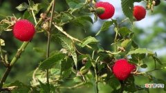 【树莓】树莓介绍