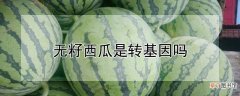 【西瓜】无籽西瓜是转基因吗