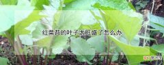 【叶子】红菜苔的叶子太旺盛的处理方法