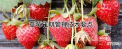 【花期】草莓花期怎么管理
