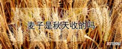 【秋天】麦子是秋天收的吗