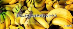【香蕉】香蕉从种植到成熟需要多少个月