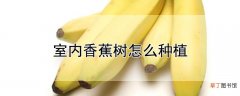 【香】室内香蕉树怎么种植