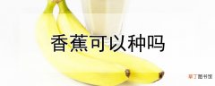 【香蕉】香蕉可以种吗