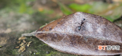 蚂蚁的特点和生活特征和外形是什么?