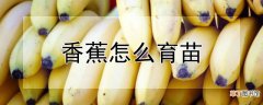 【香蕉】香蕉怎么育苗