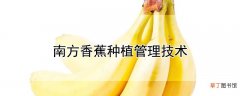 【香蕉】南方香蕉种植管理技术