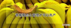 【香蕉】香蕉要怎么管理才可以高产