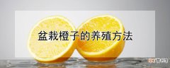 【橙】盆栽橙子的养殖方法