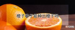 【橙子】橙子种子能种出橙子吗