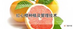 【种植】红心橙种植及管理技术