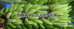 【香蕉树】香蕉树多久能结香蕉