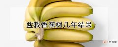 【香】盆栽香蕉树几年结果
