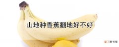 【香蕉】山地种香蕉翻地好不好