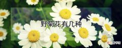 【多】野菊花有多少种