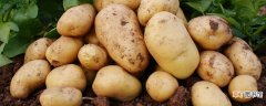 【植物】土豆是植物吗