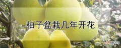 【盆栽】柚子盆栽几年开花