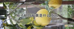 【树】柚子树叶发黄是什么原因