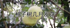 【树】柚子树几月发芽