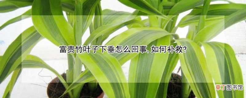 【叶子】富贵竹叶子下垂的原因和解决方法