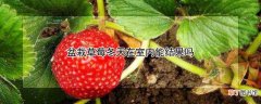 【草莓】盆栽草莓冬天在室内可以结果吗