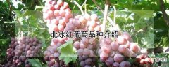 【品种】北冰红葡萄是什么品种