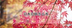 【养殖】日本红枫如何养殖