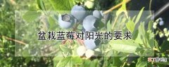 【蓝莓】盆栽蓝莓对阳光的要求