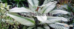 【植物】竹芋类植物如何养殖