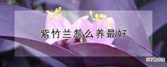 【养殖】紫竹兰如何养殖