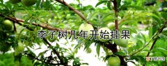 【树】李子树几年开始挂果