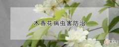 【花】木香花病虫害防治方法
